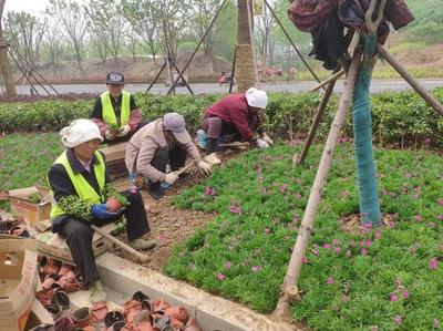 市园林中心推进金陵路绿化带草花种植工作